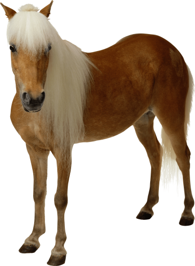  Clipart Brown Horse Png Image Download Picture Transparent Background
