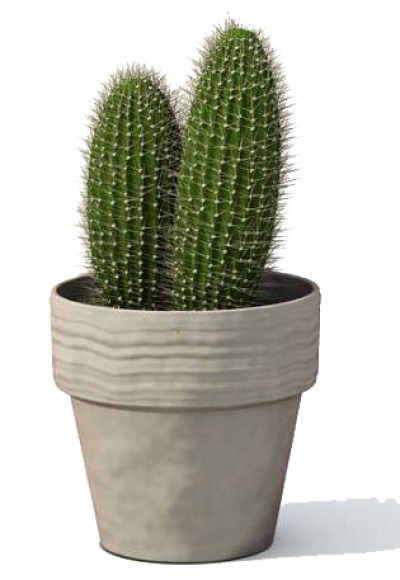  Cactus Plant Transparent Image