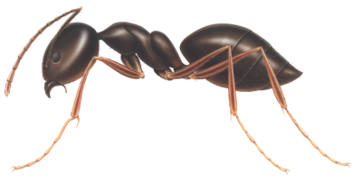  Ant (1)