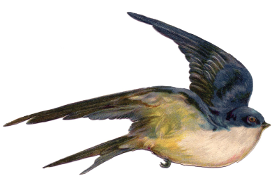  Fairy Bird PNG Photo