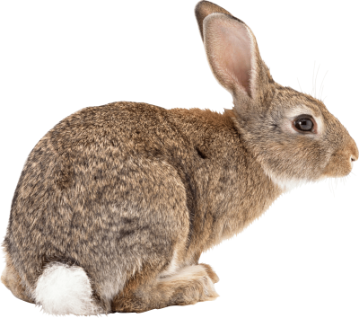 brown-rabbit-sideview