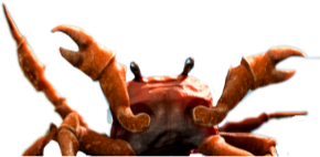 Crab Rave