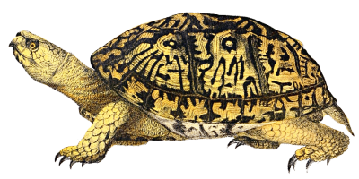  Box Turtle PNG Image