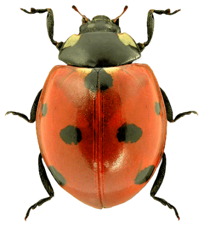  Ladybug Png Image