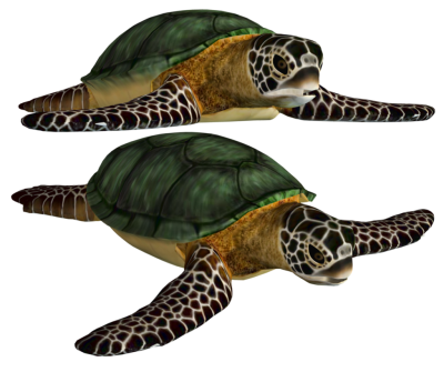  Turtle PNG Transparent Image