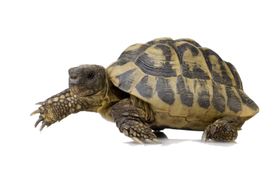  Box Turtle PNG Pic