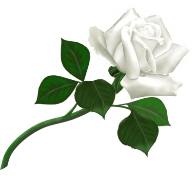 white-roses