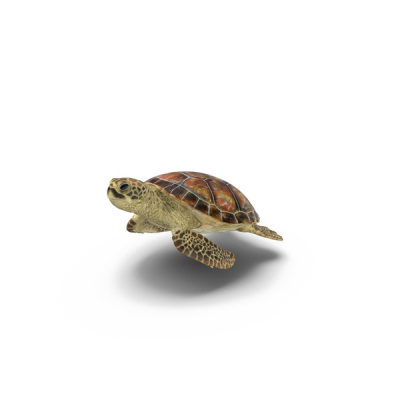  Turtle Transparent Background