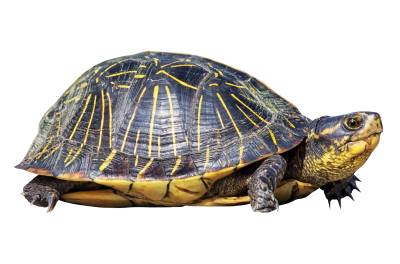  Turtle PNG Transparent
