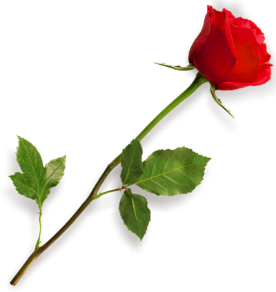  Single Red Rose PNG Image
