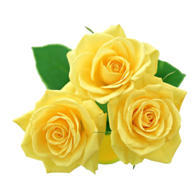  Yellow Rose