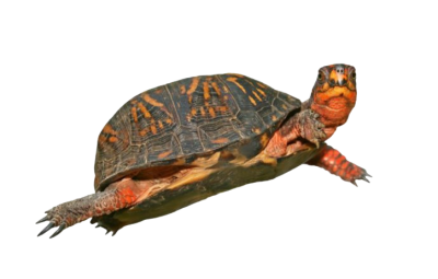  Box Turtle PNG HD