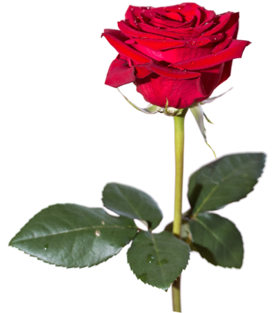  Red Rose PNG HD