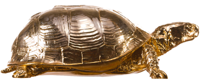  Box Turtle PNG Picture