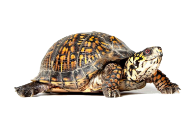  Box Turtle PNG File