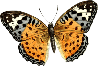  Butterfly PNG