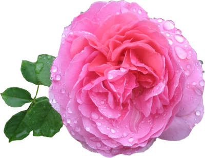  Pink Rose PNG HD