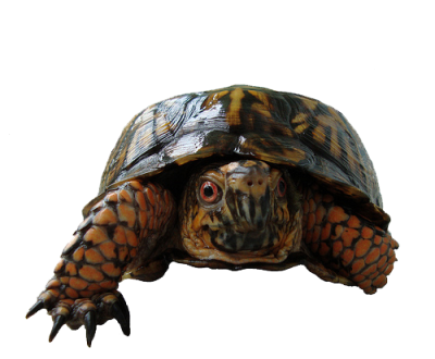  Box Turtle PNG Photos