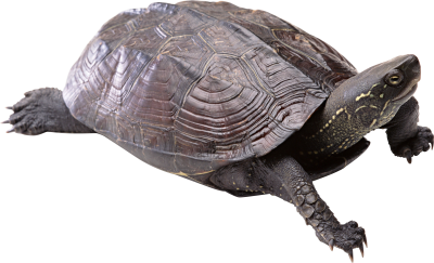  Turtle PNG Free Download