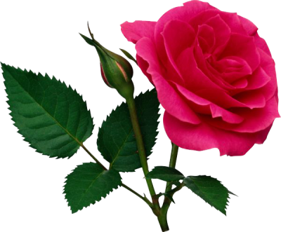  Pink Rose PNG File