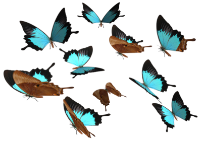  Peacock Royal Butterfly PNG