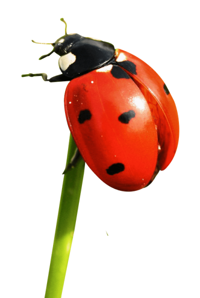 ladybug