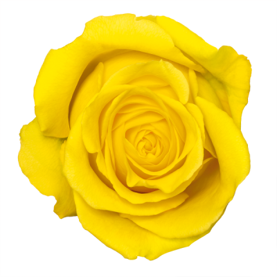  Yellow Rose Transparent PNG