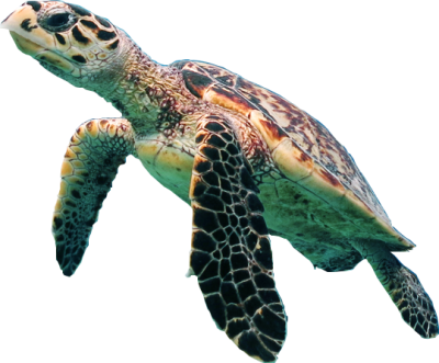  Turtle PNG Transparent Picture