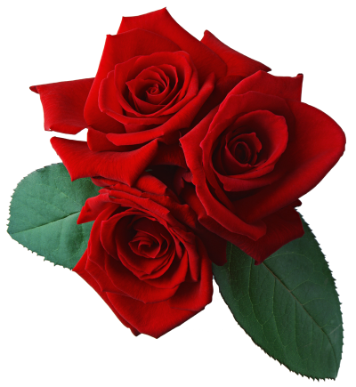  Red Rose Transparent Background