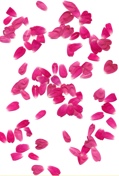  Rose Petals Transparent Background
