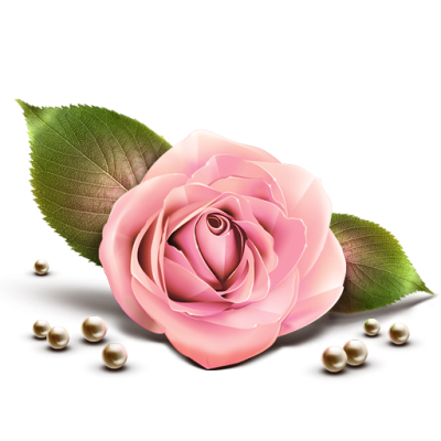  Pink Rose PNG Clipart