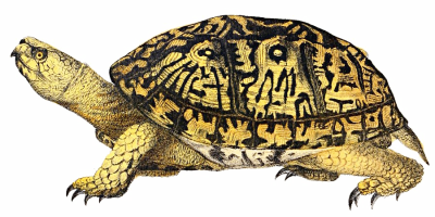  Turtle PNG File