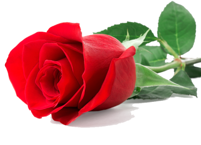  Single Red Rose