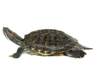  Turtle PNG Image