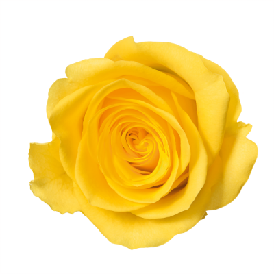  Yellow Rose PNG Image