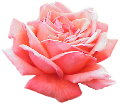  Pink Rose PNG Picture