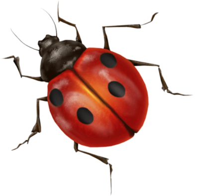  Ladybug Png Image
