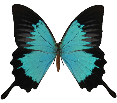  Black And Cyan Butterfly