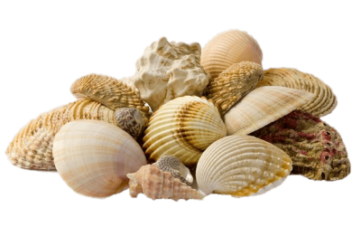 collection-of-seashells