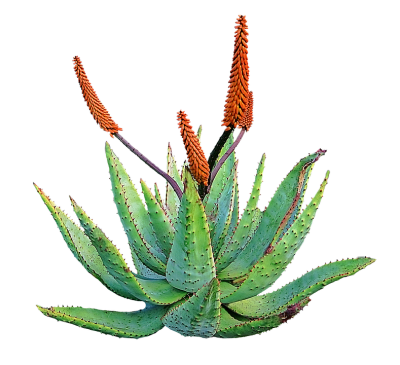  Aloe Free Download
