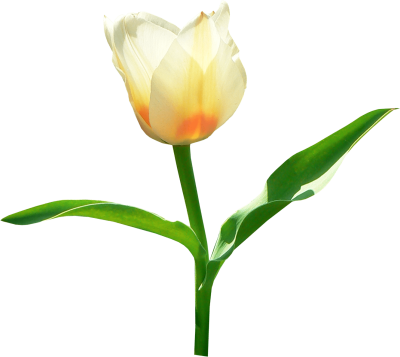 tulip