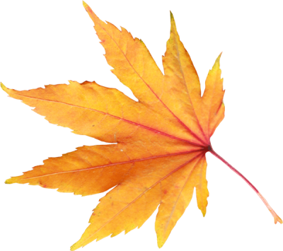  Autumn Png Leaf