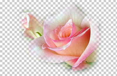 Happy Birthday To You Anniversary Tanti Auguri A Te PNG, Clipart ...