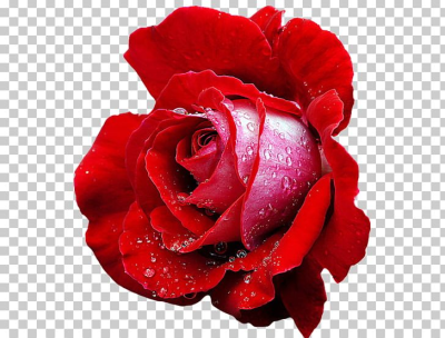 Hybrid Tea Rose Cut Flowers Rosa De Te PNG, Clipart, Blume, China ...