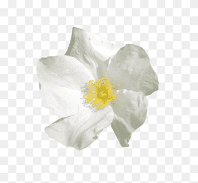 Rosa De Te png images | PNGWing