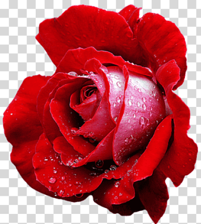 Hybrid tea rose Cut flowers Rosa de te, rose, floribunda, hybrid ...