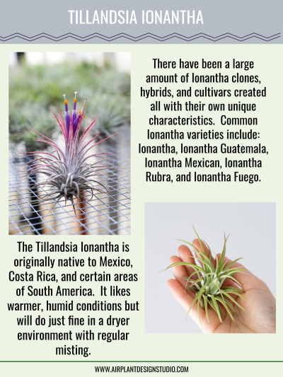 Tillandsia Spotlight: Ionantha Air Plant Variety by Ryan Lesseig ...