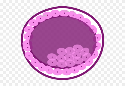 Prolonged Culture To Blastocyst Stage - Beach Toys Clip Art - Free ...