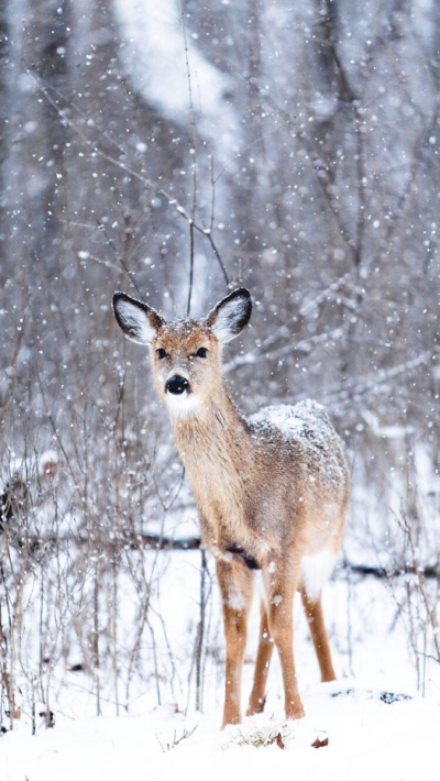 Winter Deer Wallpaper/Background dor iPhone | Call of the Wild ...