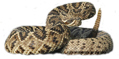  Rattlesnake Png Image
